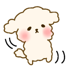 cute white toy poodle Sticker