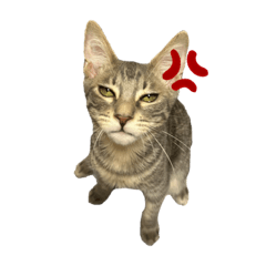 tsubaki_20231015164356