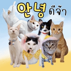 Miso The Cat Gang Family Korean - Thai