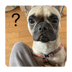 cuteness dog botan 2