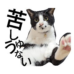 cats greeting in japanese