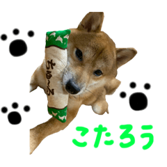 Shiba Inu KOTARO Life