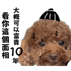 狗式生活第三彈