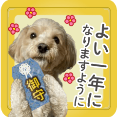 move! Dog Maru-chan New Year update
