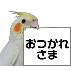 Cute Cockatiel Stickers 1