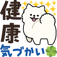 Samoyed with a kind personality