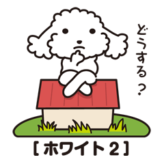 Toy poodle_white color 2
