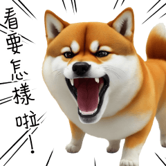Shiba Inu, a very quirky dog.
