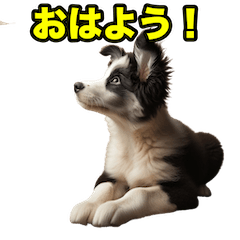 Talking Border collie