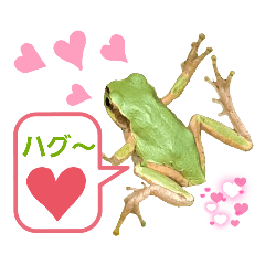 Wild frog 18