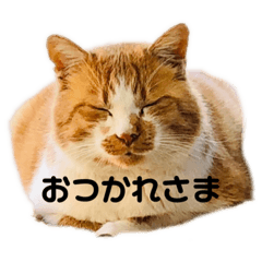 Tanaka_20231017175540