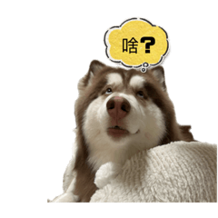 哈士奇～哈哥哥