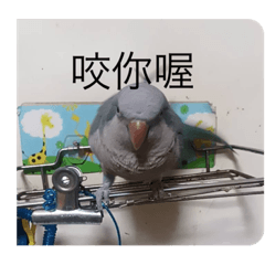 鳥鳥的生活你不要太羨慕