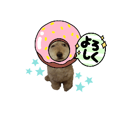 天津甘栗ぷー吾朗6プードルです!!