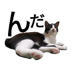 cats that speak japanese dialects