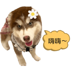 我家哈哥-哈士奇