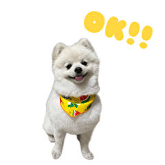 Pomeranian-OKOME's Sticker