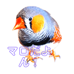 bird life_20231018204536
