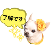 Naachu_20231019125142