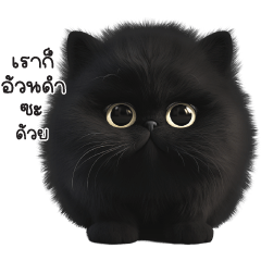"เขม่า"แมวอ้วนดำน่ารัก