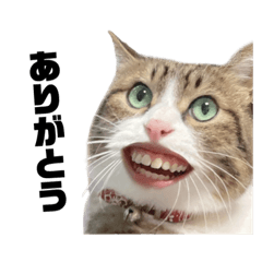 kuuuuta