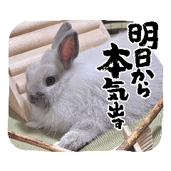 Moco-Rabbit