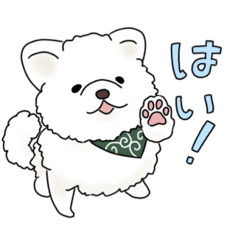 白タヌキ犬こてつ