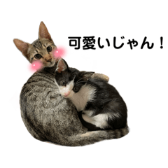 Ｑ我が家の保護猫達