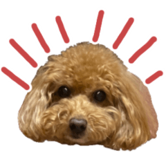 Toy poodle SAKURA Stickers
