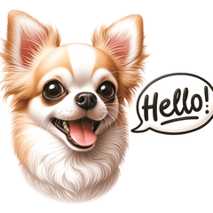 Chihuahua Expressions@