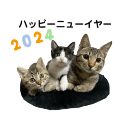 Ｓ我が家の保護猫達2023〜2024年末年始