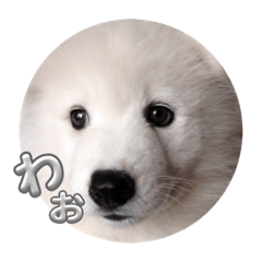 Samoyed haruichi stamp