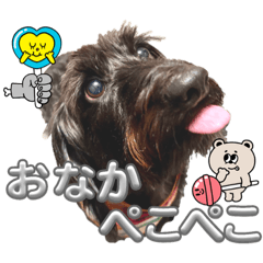 ミニチュアダックス♡カニンヘン犬の日40