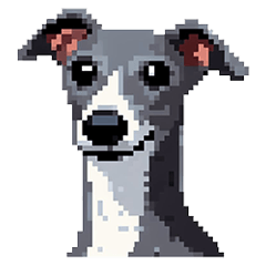 Pixel Italian Greyhound dog