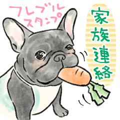 French bulldog for family use