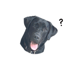 My dogs V