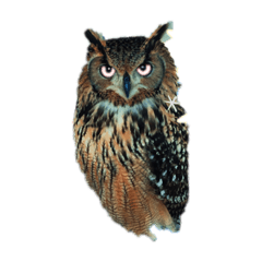 long-eared owl MIMIchan