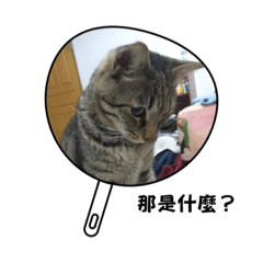 阿珊の喵喵