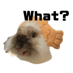 Fandy_20231019214918 – LINE stickers | LINE STORE