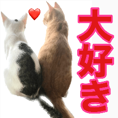 My family cats. ver.Mushipan,Masao