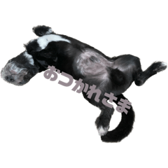 おだしま家のいきもの２