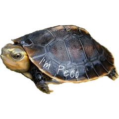 peco_20231022160510