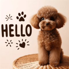 Toy Poodle Tales: Chat with Charm!