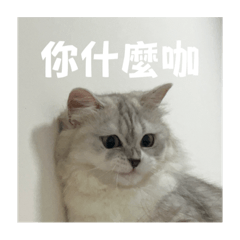 沒禮貌貓貓饅頭