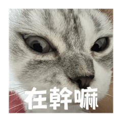 貓貓饅頭