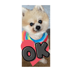 Sayuri_20231022175810