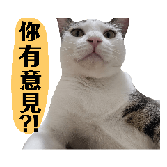 House Cat Milu & Candy - Useful Sticker