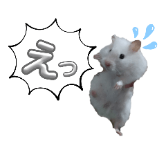 Hamster.pupusan