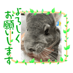 sakura_20231023125240