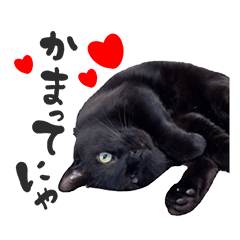 黒猫SUPI